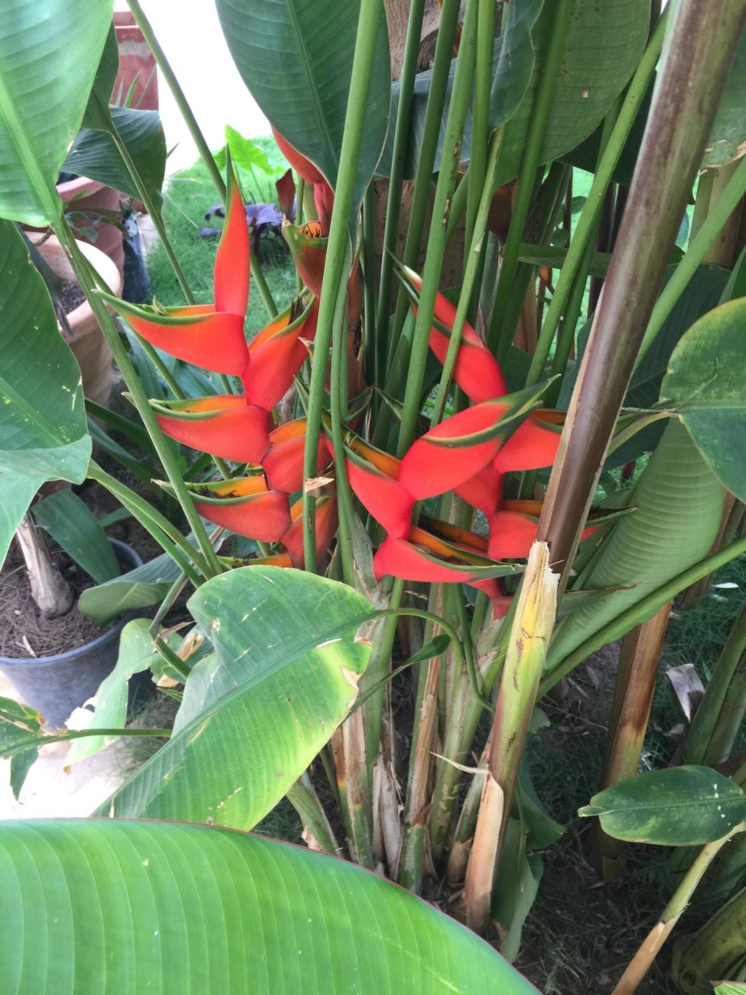 Tropical Oasis Apartment Ouakam Ngoại thất bức ảnh
